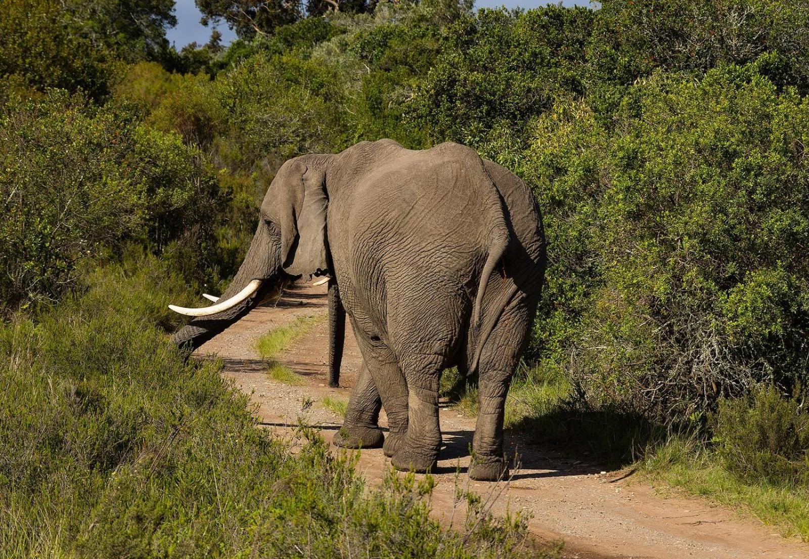 Belle Balance Bush Lodge Plettenberg Bay Luaran gambar